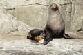 Seal Resting on Rocks